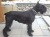 Ivory Black Triumetal